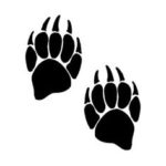 This image has an empty alt attribute; its file name is blackfoot-grizzly-bear-paw-150x150.jpg